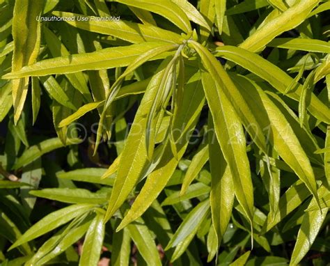 Plantfiles Pictures Salix Dragon Willow Japanese Fantail Willow Golden Sunshine Salix