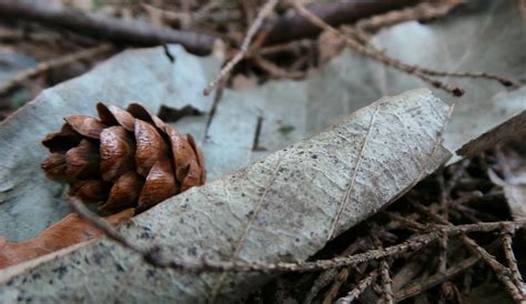 Free Images Tree Nature Branch Wood Leaf Flower Wildlife