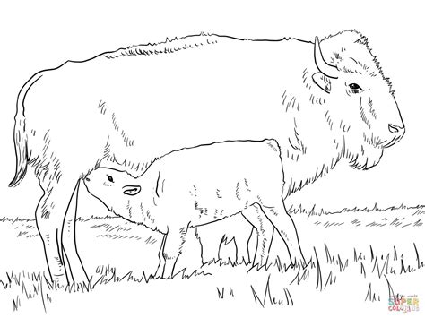 Bison Drawing at GetDrawings | Free download