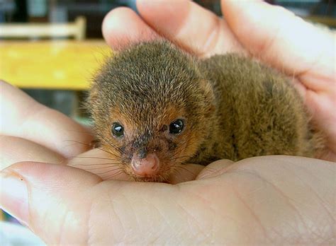 Spotlight On Cute Baby Mongooses Baby Animal Zoo