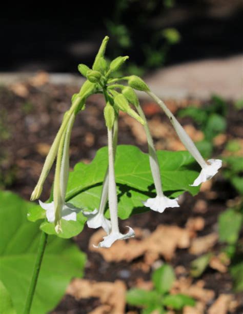 3000 Nicotiana Sylvestris Seeds Woodland Tobacco Flowering Tobacco - Etsy