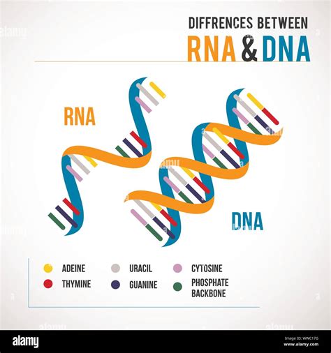 Differences Between Dna And Rna Vector Scientific Icon Spiral Of Dna