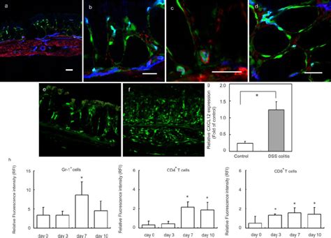 Cxcl Expression In The Colonic Tissue And Serial Changes In Cxcr