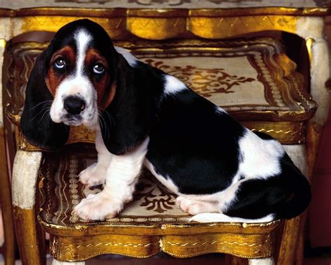 Basset Hound Basset Hounds Wallpaper 10154525 Fanpop