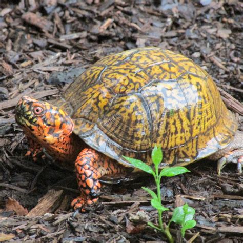 Box Turtle At Carr Creek Lake A Male Box Turtle Enjoys A R Flickr