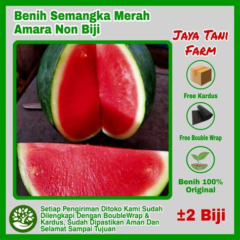 2 Biji Benih Buah Semangka Amara Super F1 Semangka Non Biji Benih