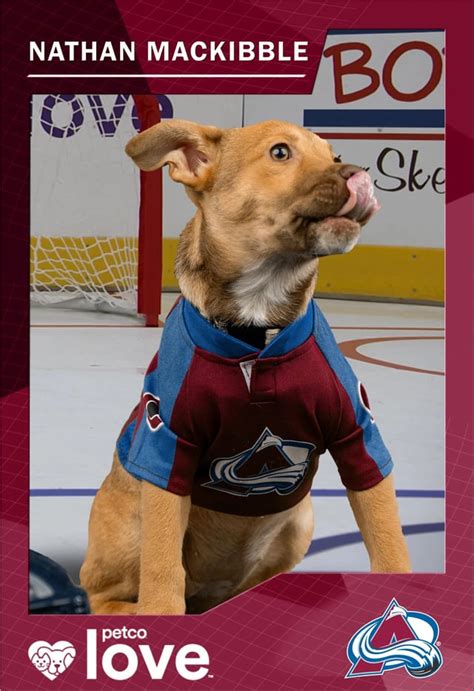 Meet Your Stanley Pup Representative Rcoloradoavalanche