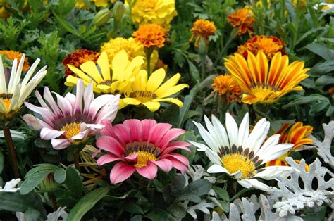 Grow Gazania Treasure Flowers For Vibrant Garden Gems Gardening Know How