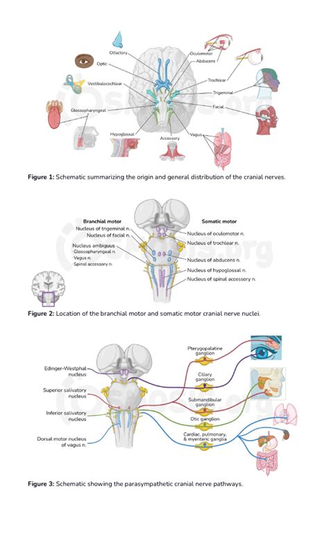 Cranial Nerve Pathways Video Anatomy Definition Osmosis