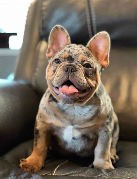 Merle French Bulldog for sale near me | Merle Frenchie Puppies