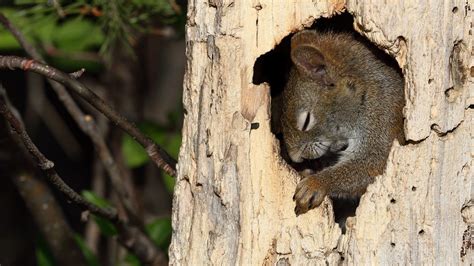 Do Red Squirrels Hibernate? - Nature Alberta