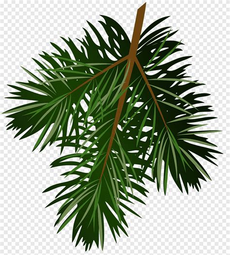 Pine Branch Conifer Cone Pinecone Leaf Branch Png Pngegg