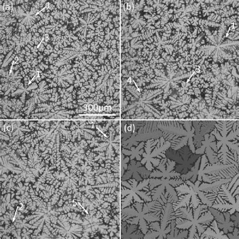 Optical Micrographs A C And Simulated Results D Of Dendritic