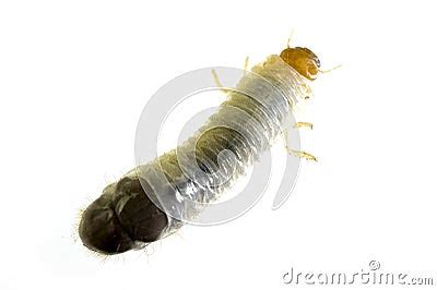 June Bug Larvae Stock Photo - Image: 24419180