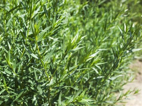 How To Grow French Tarragon Simple Steps For Thriving Herbs