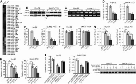 Figure From Mir Suppression Protects Against Endoplasmic