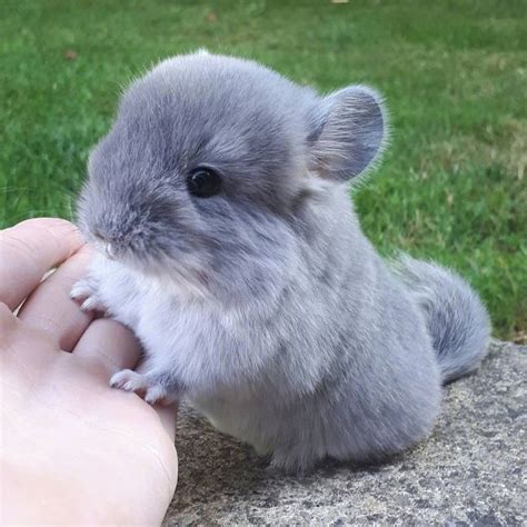 해연갤 - 전체글 모아보기 | Cute funny animals, Chinchilla cute, Cute little animals