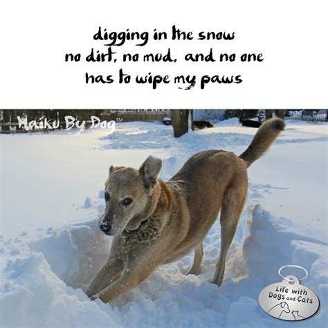 Haiku by Dog: Digging - Life with Dogs and Cats : Life with Dogs and Cats