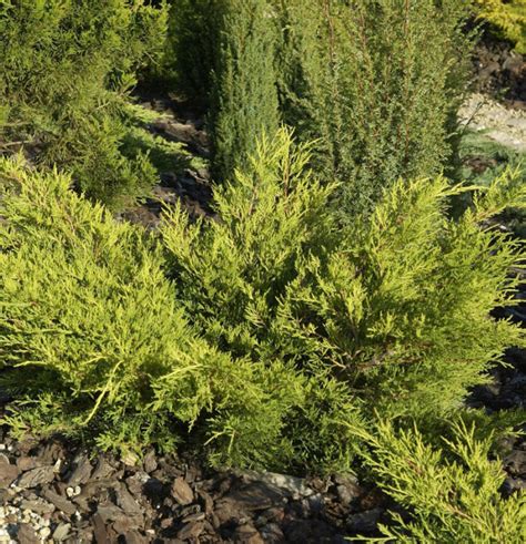 Goldgelber Wacholder Gold Coast Juniperus Media Gold Coast