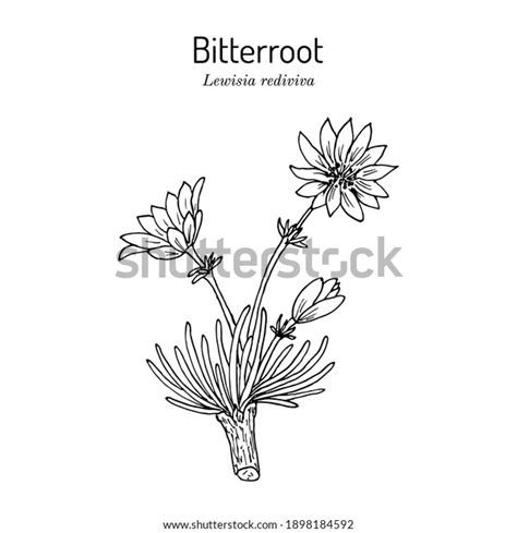 7 Bitterroot Flower Stock Vectors, Images & Vector Art | Shutterstock