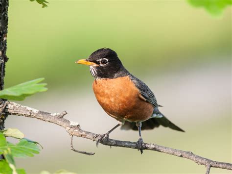 American Robin's Instagram, Twitter & Facebook on IDCrawl