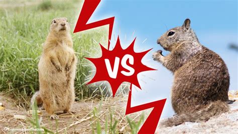 The Underground World Gopher Vs Groundhog