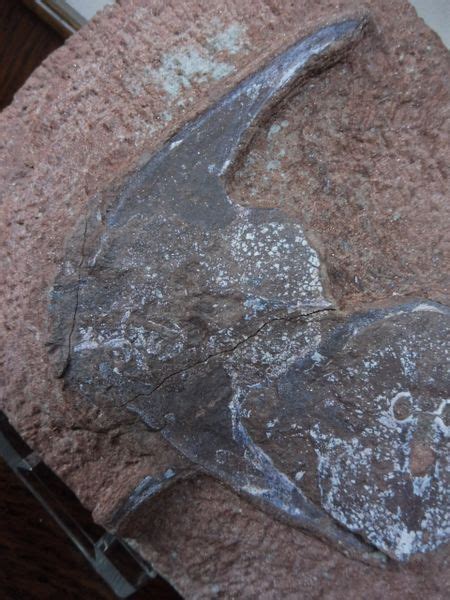 Fossil Agnathan Armoured Fish Stensiopelta pustulata. Devonian ...