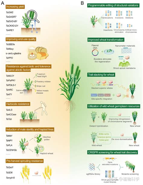 中国农大小麦研究中心综述crispr加速小麦遗传改良研究进展 知乎