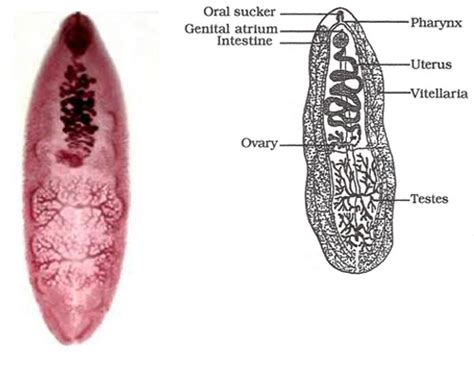 Parasitology Lab 3 Flashcards Quizlet