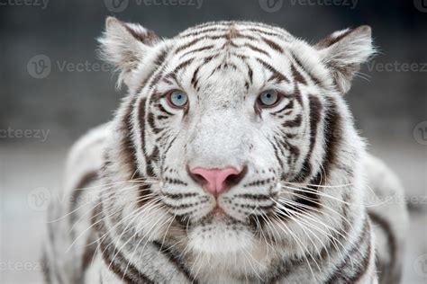 white bengal tiger 10073218 Stock Photo at Vecteezy