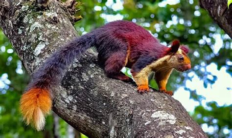 Did You Know There Is A Giant Rainbow Colored Squirrel Native To India