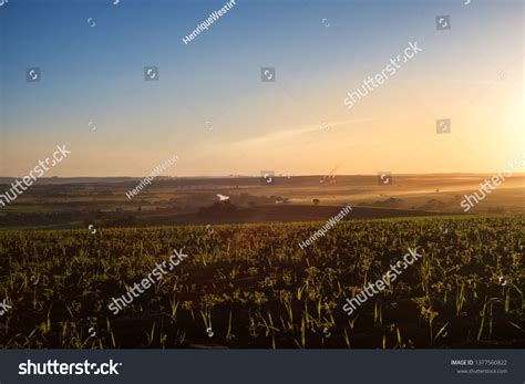 Sugar Cane Plantation Stock Photo (Edit Now) 1377560822