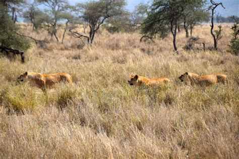 Serengeti Lions Hunting | World-Adventurer