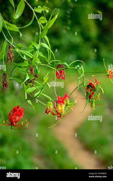 Poison Ivy Poisonous Plant Hi Res Stock Photography And Images Alamy