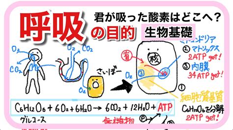 【生物基礎】呼吸〜我々はなぜ酸素を吸うのか？〜 Youtube