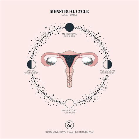 Womens Menstrual Cycle Illustration Please Email Hello