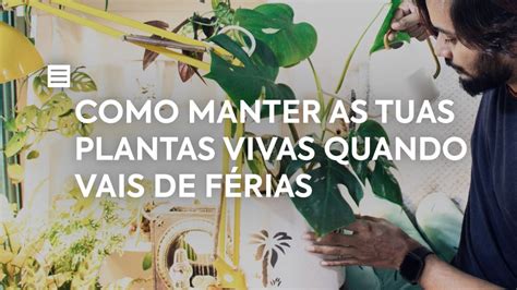 Como Manter As Tuas Plantas Vivas Quando Vais De F Rias Blog Inspira