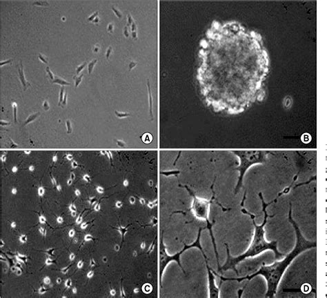 Figure From The Effects Of Human Muscle Derived Stem Cells On