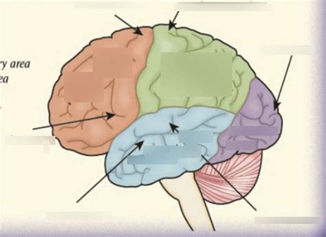 Diagram Of AQA A Level Psychology Biopsychology Quizlet