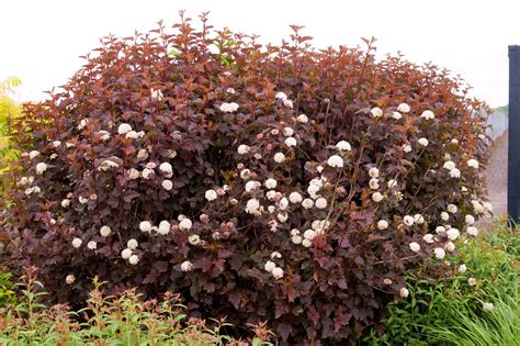 Physocarpus Ninebark — Handy Andys Nursery