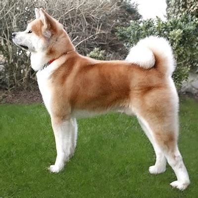 Akita Inu Descubre hechos fascinantes e información acerc