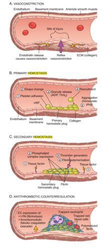 Hemostasis Robbins Boards And Beyond Flashcards Quizlet