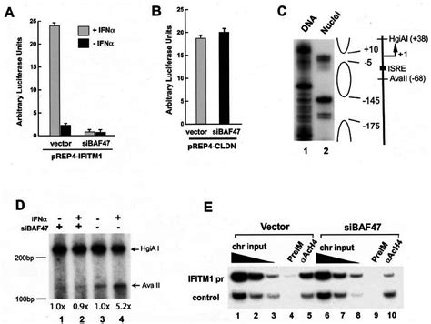 baf complex regulates ifitm promoter activity  modulating