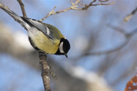 Eskisehir De Yaban Hayat BÜyÜk BaŞtankara Great Tit Parus Major 14640