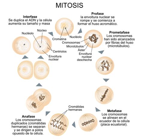 Esquema De Las Etapas De La Mitosis Dinami