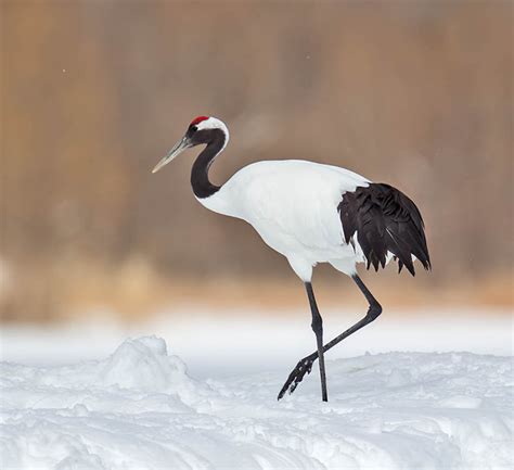 Red Crowned Crane