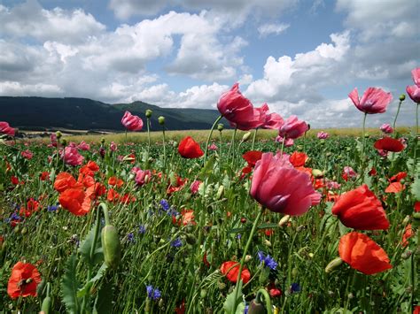 Immagini Belle Fiorire Cielo Prato Fiore Petalo Fioritura Flora