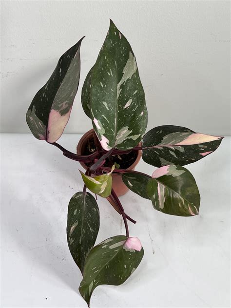 Purchase Cheap Philodendron White Mother Princess Tricolor Princess