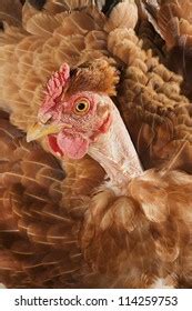 467 Naked Neck Hen Images Stock Photos Vectors Shutterstock