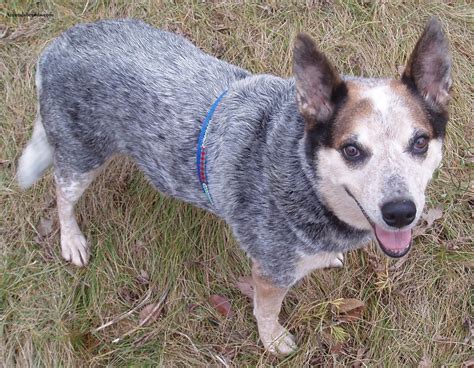 Australian Cattle Dog - Puppies, Rescue, Pictures, Information ...